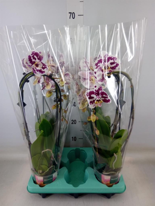 <h4>Phalaenopsis   ...</h4>