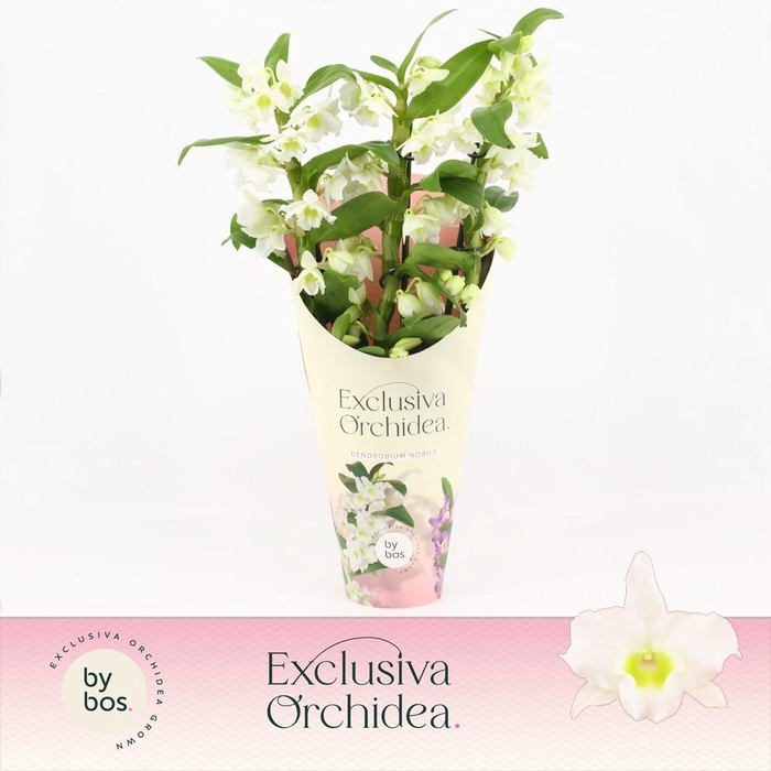 <h4>Dendrobium Nobilé, Apollon 3-spike 'Exclusiva Orchidea' Potcover</h4>