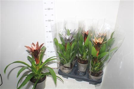 <h4>Guzm Calypso</h4>