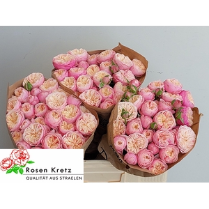 R TR ROYAL BLUSH