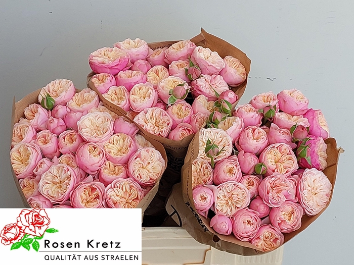 <h4>R TR ROYAL BLUSH</h4>