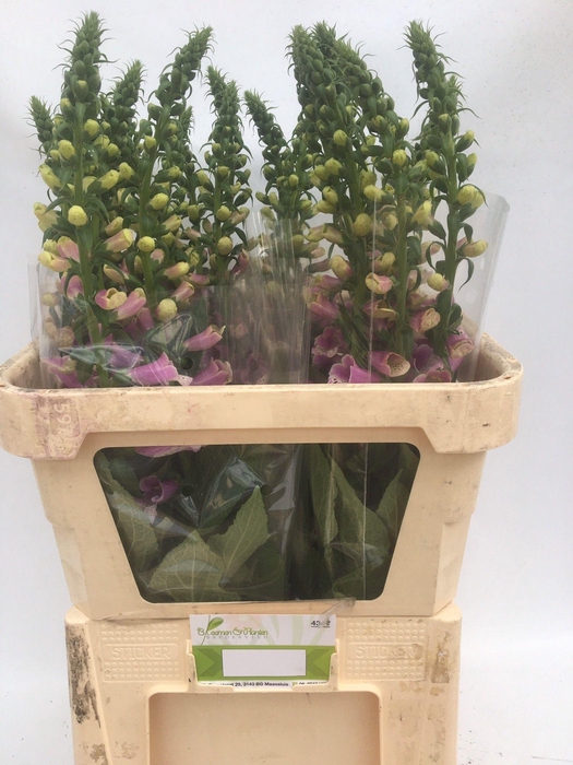 <h4>DIGI CAMELOT LAVEND</h4>