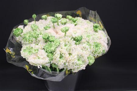 <h4>Cl Pon-pon Casper</h4>