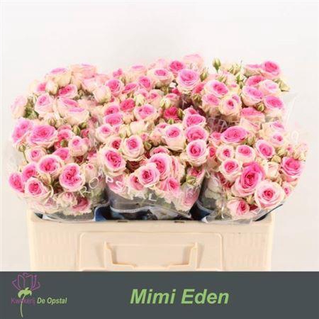 <h4>R Tr Mimi Eden</h4>