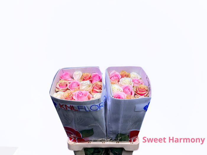 <h4>R GR SWEET HARMONY</h4>