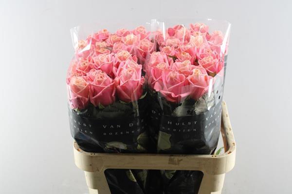 <h4>R Gr Adele L 80</h4>