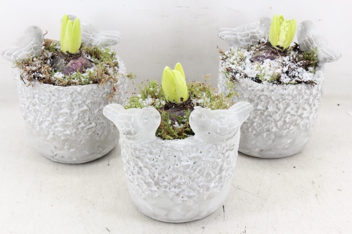 <h4>arr4 Hyacint JS - Vogelpotje x6</h4>