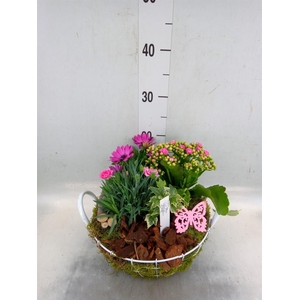 Arr.   Perkplanten L%