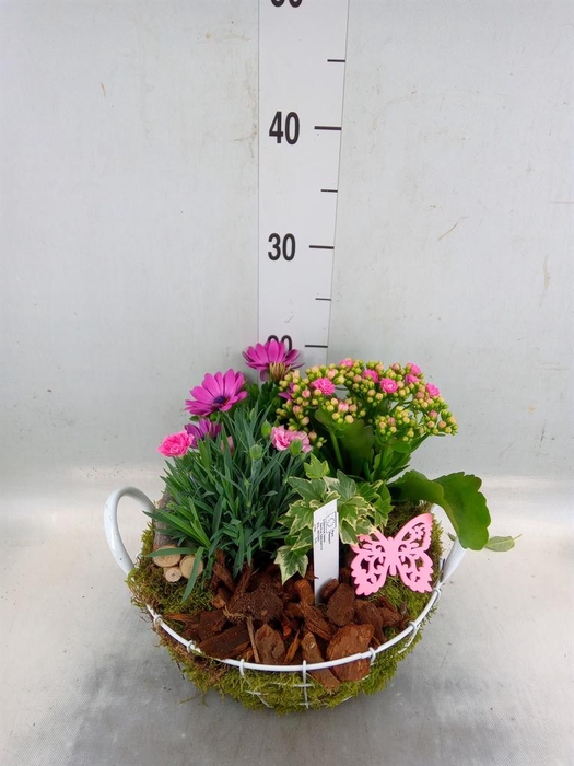 <h4>Arr.   Perkplanten L%</h4>