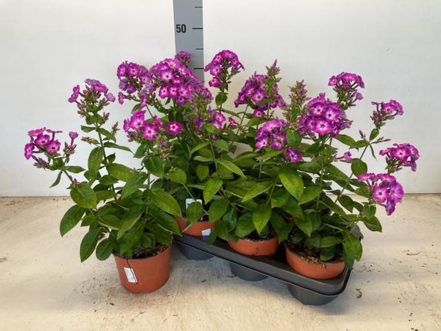 <h4>PHLOX P SW SU FANTAS</h4>