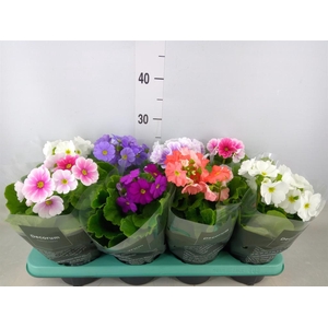 Primula obcon. 'Touch Me'   ...mix