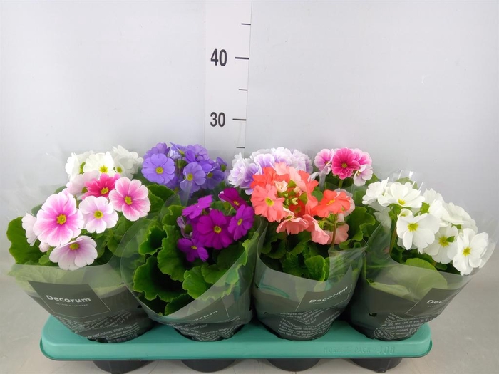 <h4>Primula obcon. 'Touch Me' ...mix</h4>