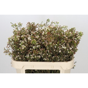 Chamelaucium uncinatum 'Ziv'