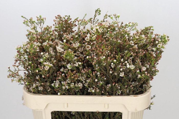 <h4>Chamelaucium uncinatum 'Ziv'</h4>