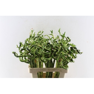 Drac S Lucky Bamboo 60cm
