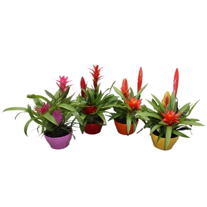 Arr.  Bromelia H%