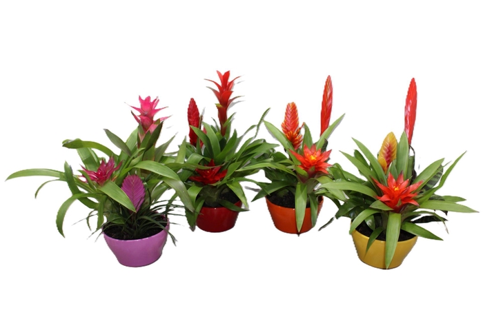 <h4>Arr.  Bromelia H%</h4>