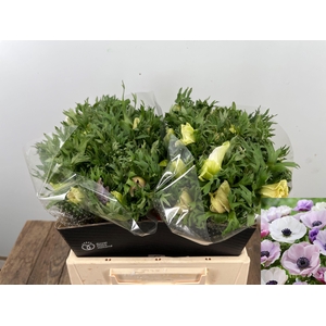 ANEM CO GALIL PASTEL