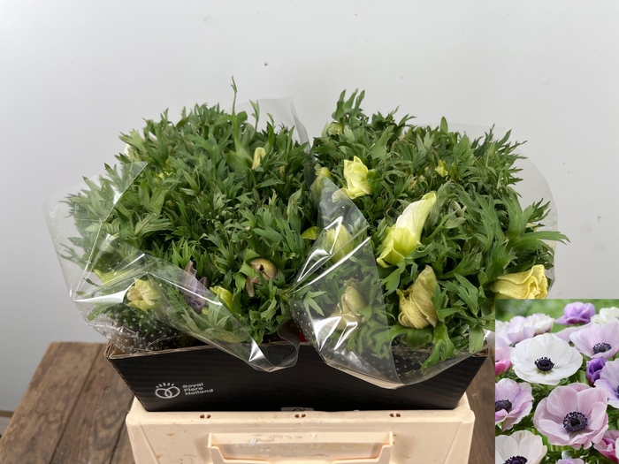 <h4>ANEM CO GALIL PASTEL</h4>