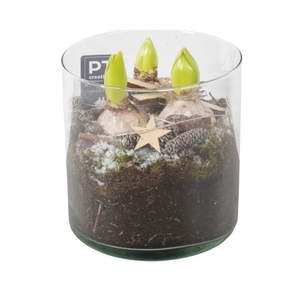 PTHCH2130 Arrangement Hyancint Christmas in glas cylinder