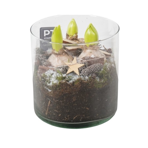 <h4>PTHCH2130 Arrangement Hyancint Christmas in glas cylinder</h4>