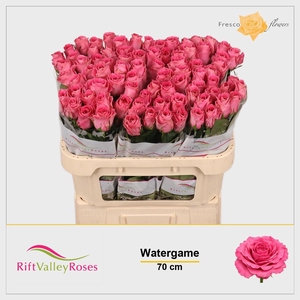 R GR WATERGAME