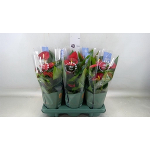 Anthurium andr. 'Karma Red'