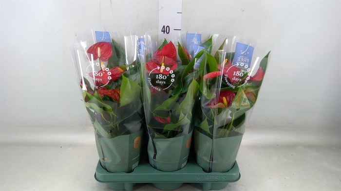 <h4>Anthurium andr. 'Karma Red'</h4>