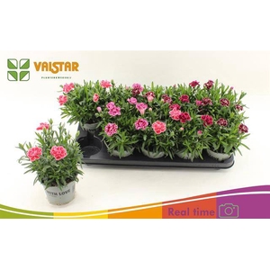 Dianthus Oscar mix 12Ø 20cm
