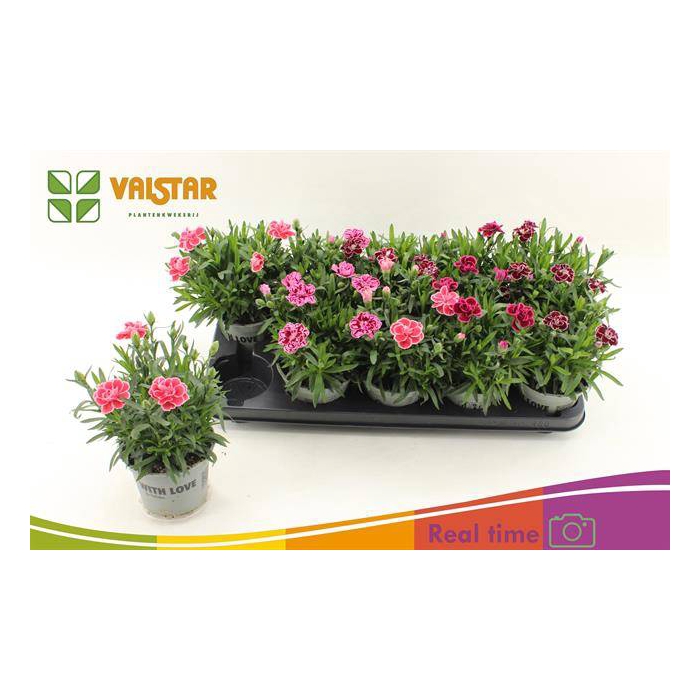 <h4>Dianthus Oscar mix 12Ø 20cm</h4>