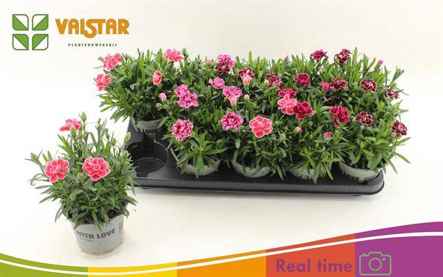 Dianthus Oscar mix 12Ø 20cm