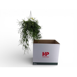 RHIPSALIS HETEROCLAD