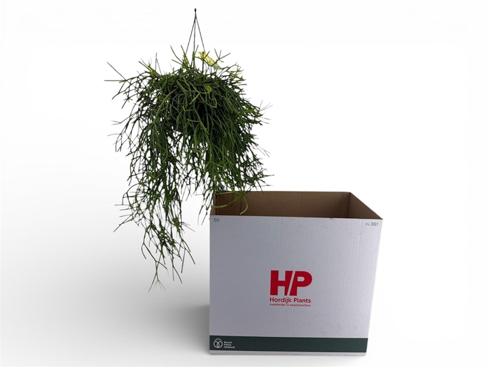 <h4>RHIPSALIS HETEROCLAD</h4>