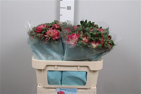 <h4>Alstroemeria  'Fashionista Sofiena'</h4>