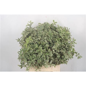 Pitto Nigra Per Bunch