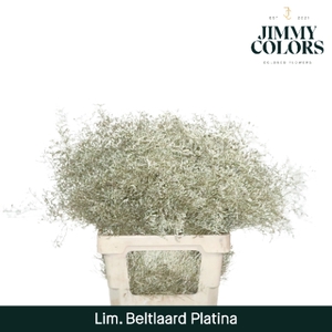 Lim Bel L70 Metallic platina