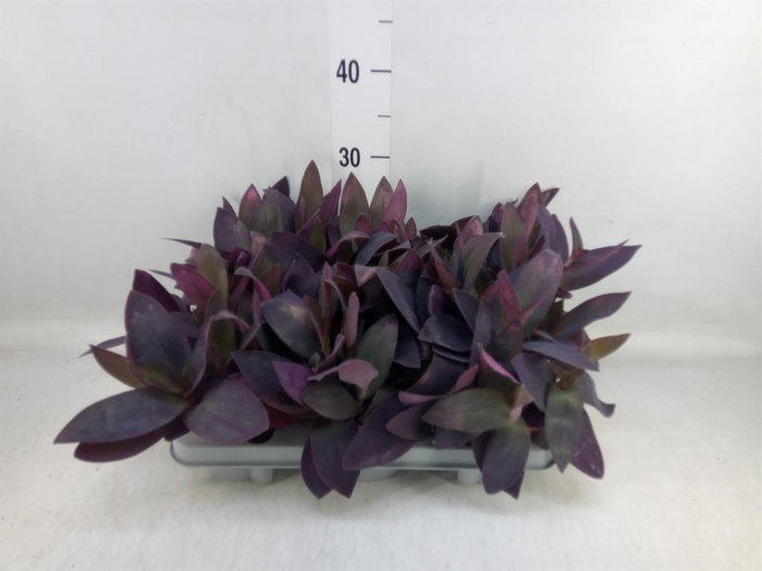 <h4>Tradescantia   ...</h4>