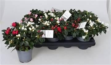 <h4>RHODO SI OV</h4>