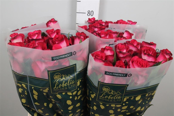 <h4>R Gr Nicoletta</h4>