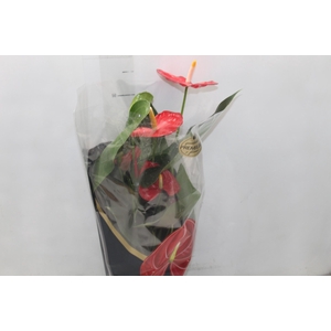 ANTHURIUM OREGON P17 VERMELHO PREMIUM