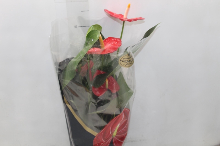 <h4>ANTHURIUM OREGON P17 VERMELHO PREMIUM</h4>