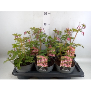 Dicentra spectabilis