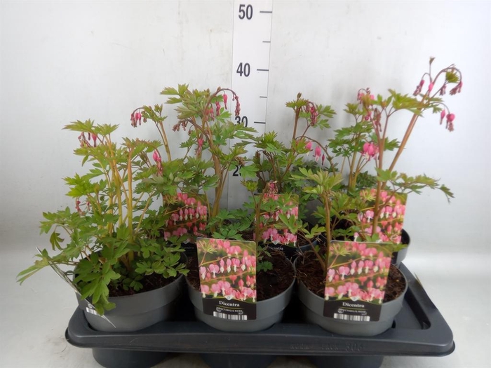<h4>Dicentra spectabilis</h4>