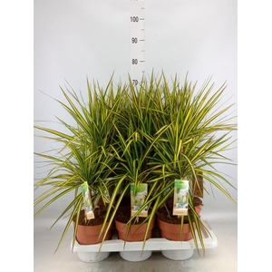 Dracaena marg. 'Sunray'