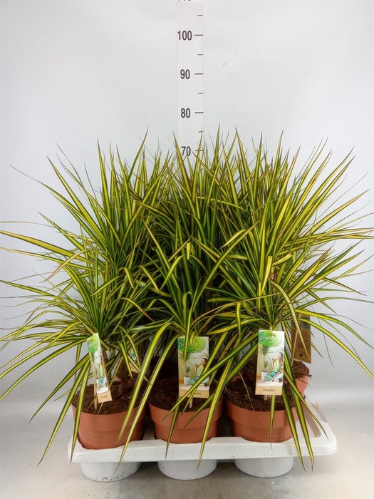 <h4>Dracaena marg. 'Sunray'</h4>
