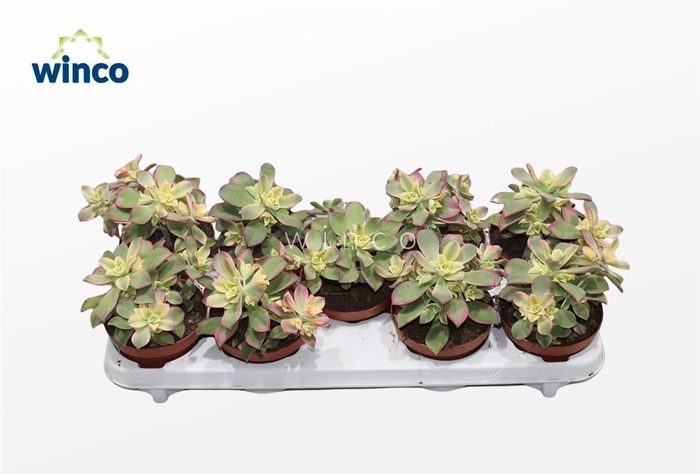 <h4>Aeonium Kiwi</h4>
