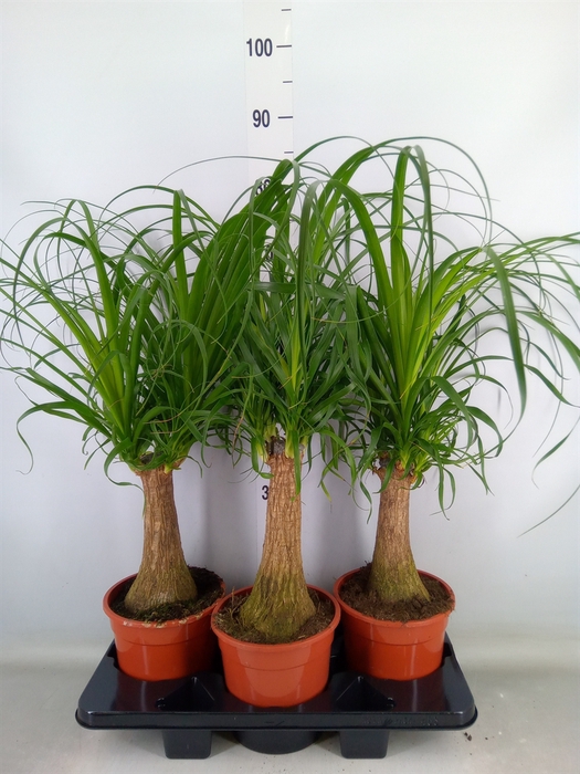 <h4>Beaucarnea recurvata</h4>