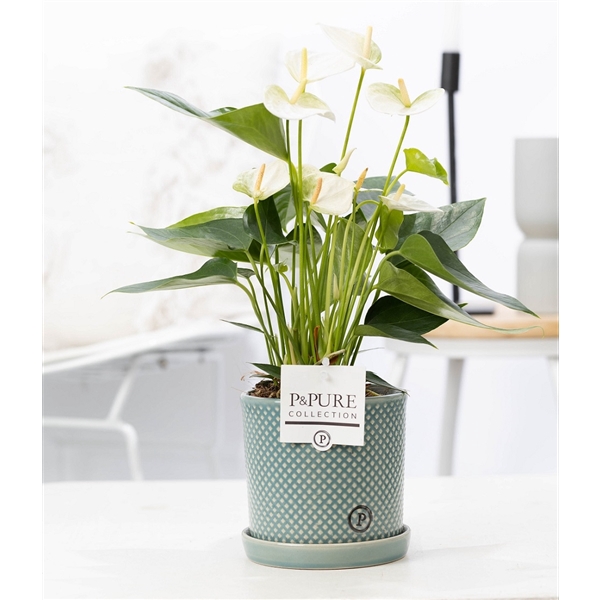 <h4>Anthurium white (Elido) in P&PURE Lauren ceramics</h4>