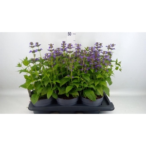 Nepeta  'Neptune'