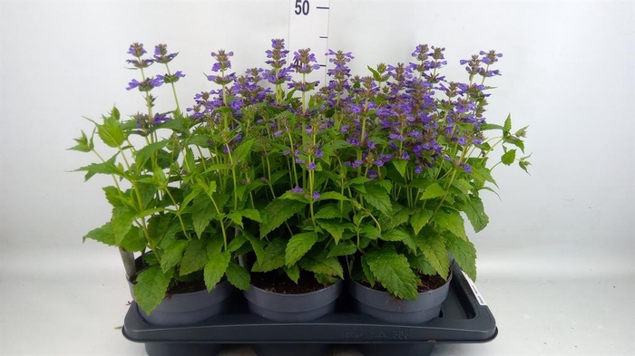 <h4>Nepeta  'Neptune'</h4>